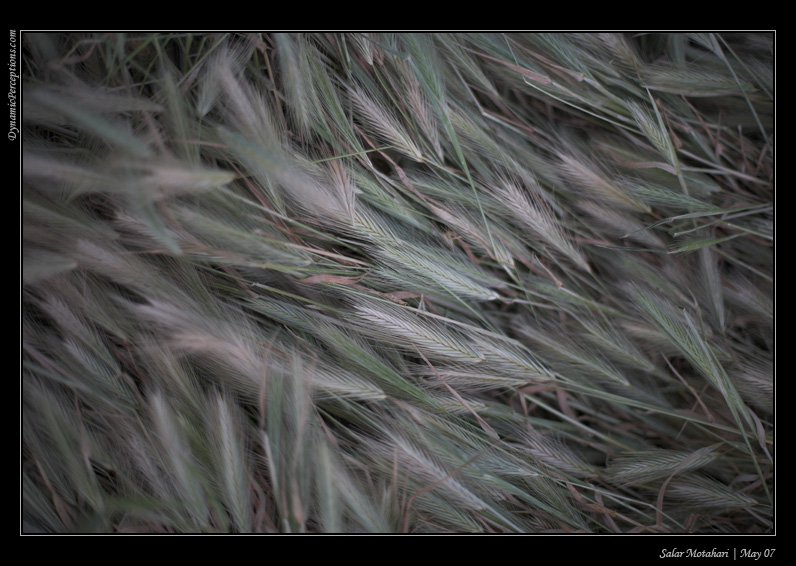 DP Blog